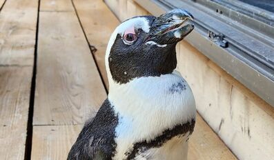 Miracle the Penguin Found in Japan Two Weeks After Escape